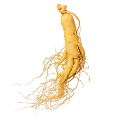 Fresh ginseng